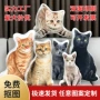定制午睡定做异形靠垫