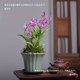 香水石斛兰花苔藓水培懒人绿植带花苞梦香兰文心室内花卉盆栽好养