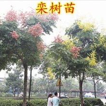 СSɽ豱@ֹ̾GľеͥԺLռزw