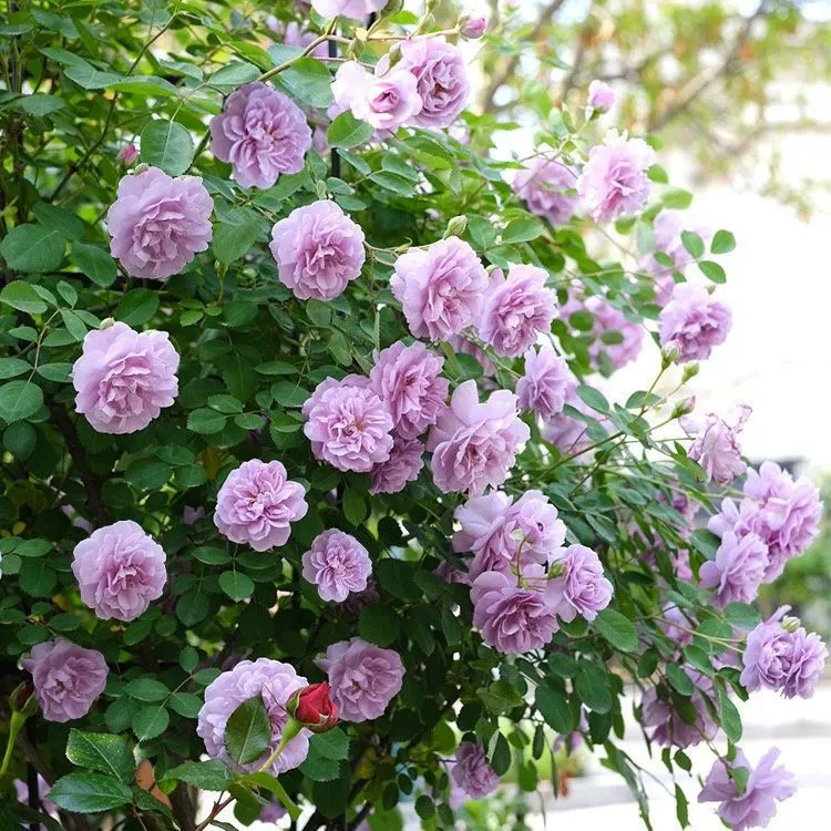 Виноградная лоза Роза Синий Дождливый Балкон Двор Маленькая альпинистская лоза Цветок розы Саженцы с несколькими головками Четыре сезона Цветение Висячие цветы