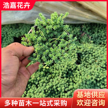 ���A��������С�� �G����ƺֲ���ļ����ೣ�G��ײ��� ���߾�����