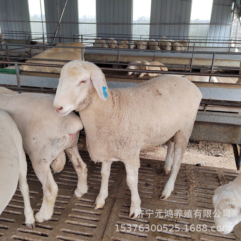 A2DA9A953A6EE3F73A09F4644E835E