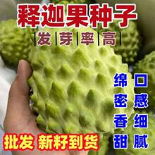 ����֦�N�ӹ������ՇO�������_�����}����ȹ��N�ӷ���֦�N��
