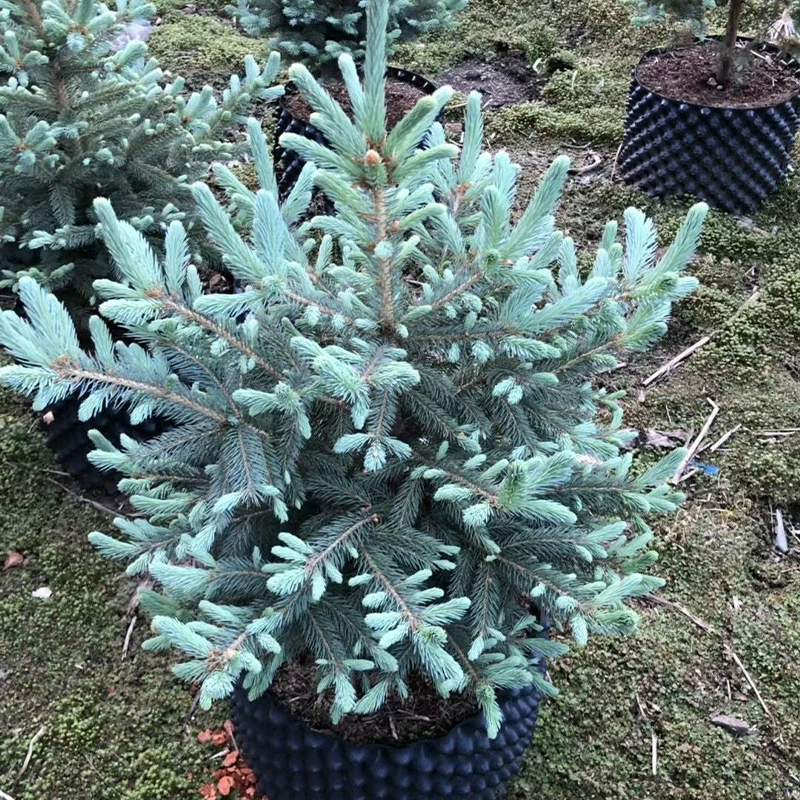 Вилла Озеленение Kralado Bluefir Американский бутик Bluefir в горшке 1-6 м Американский саженец Bluefir