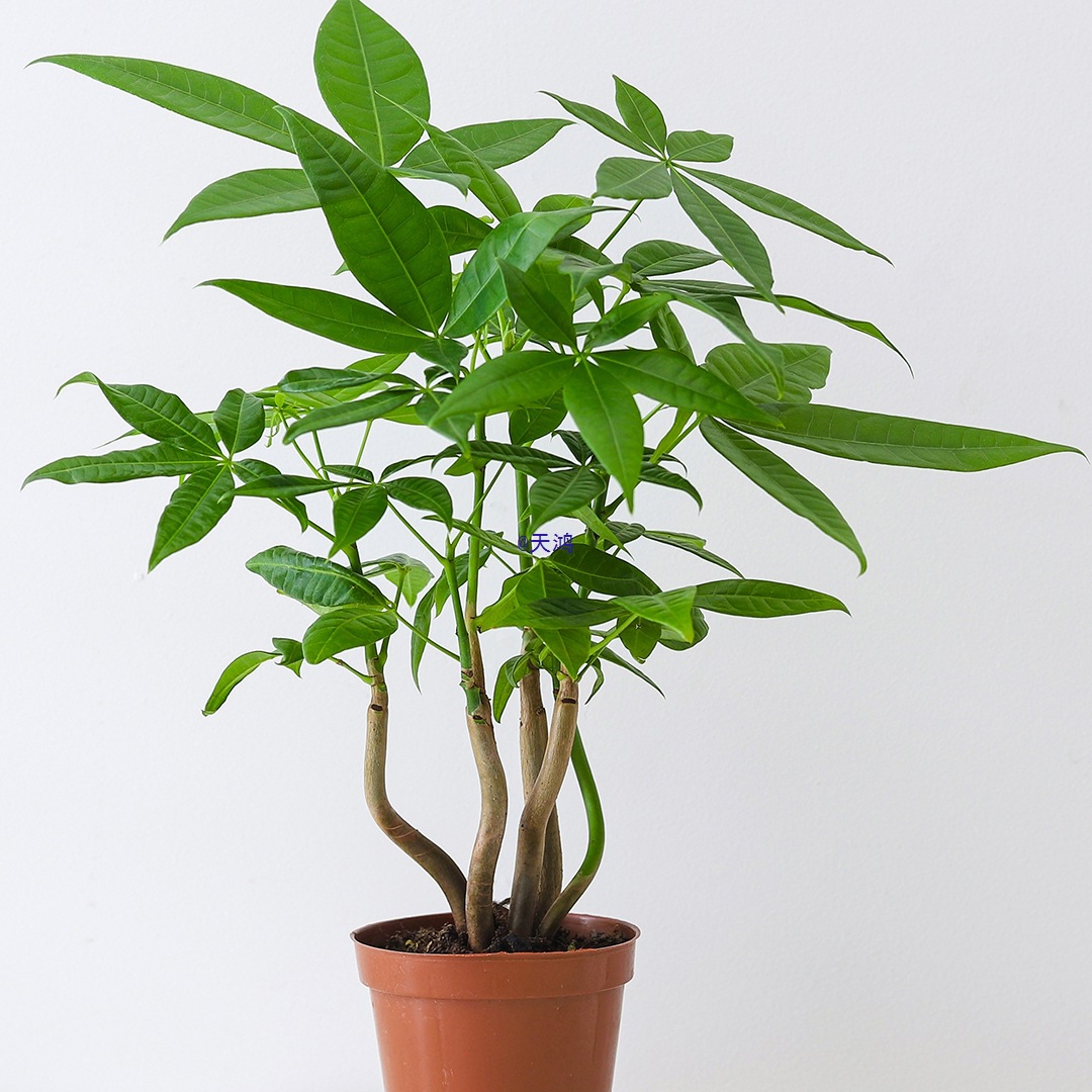 发财树盆栽花卉办公室内桌面基地原盆好养植物金枝玉叶吉利红绿植