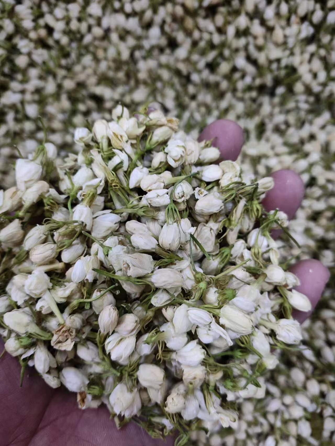 Jasmine Flower (Jasminum sambac) — Dried Food-Herb Blossoms for Tea & Powder overview