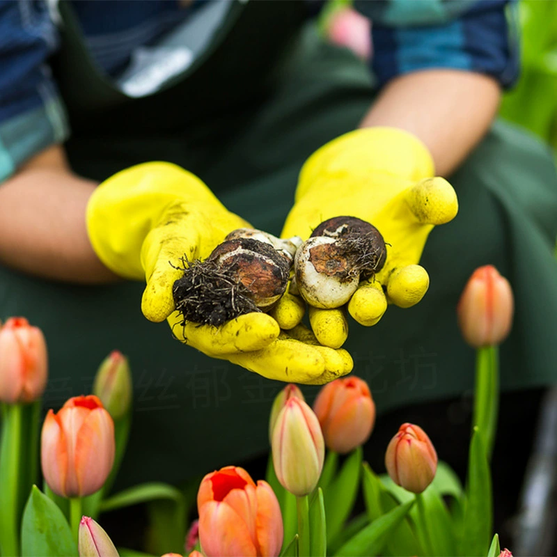 Шарик семян тюльпана большой шар Семена тюльпана почвенная культура гидропонный просмотр цветов в горшках многолетние луковицы морозостойкие цветы