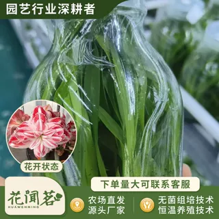 惊奇铃声朱顶红瓶苗 易成活组培小苗 室内外盆栽花卉 量大价优
