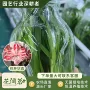 惊奇量大铃声室内外花卉