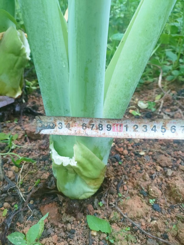 象耳タロイモ 大野タロイモ 大型屋内緑植物 リビングルーム 大葉鉢植え 中庭葉植物 非滴下観音|undefined