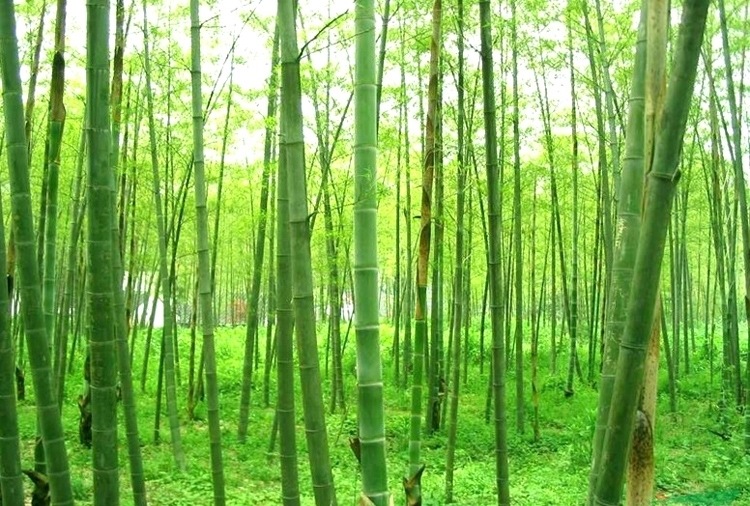 批发大型毛竹种子青竹苗刚竹四季竹子雷竹食用竹笋大青竹黄竹-阿里巴巴