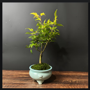 ���� ��Ȫ�����ԾGֲ �����͏d�҃�ֲ�����W�t��ϵ�U���k����
