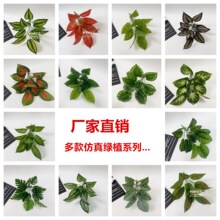 �S��ֱ�N����Gֲ12�^�ָ��zƬ�~�����~����٘�ֲ��@���b�