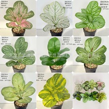 9�^�O���~����Gֲ�ٻ��[���f���������~���Բ��ֲ��ҾӔ[�O�b