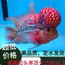 进口罗汉鱼热带鱼爆头率高耐养耐活观赏鱼长寿正宗鱼苗精品