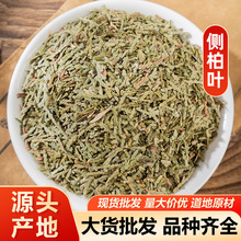 侧柏叶 柏树叶扁柏叶生发洗发中药材侧柏叶 包邮代磨粉量大从优