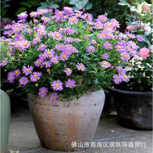 荷兰菊种子蓝紫色花紫苑花姬高山多年生宿根耐旱耐寒宠物玩具种子