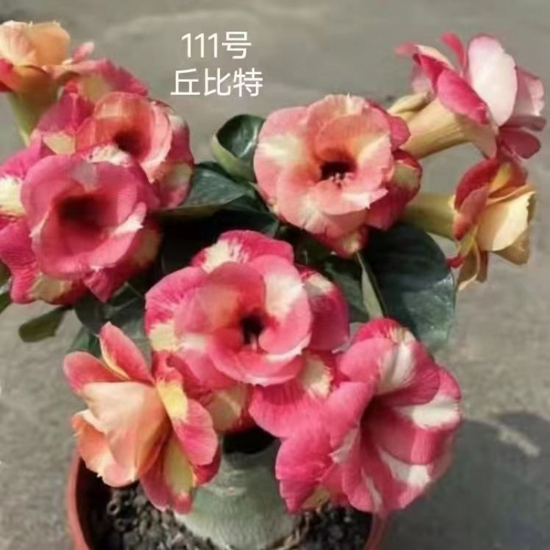 # 36 큐피드-사막(3년생 모종) 같은 해에 개화