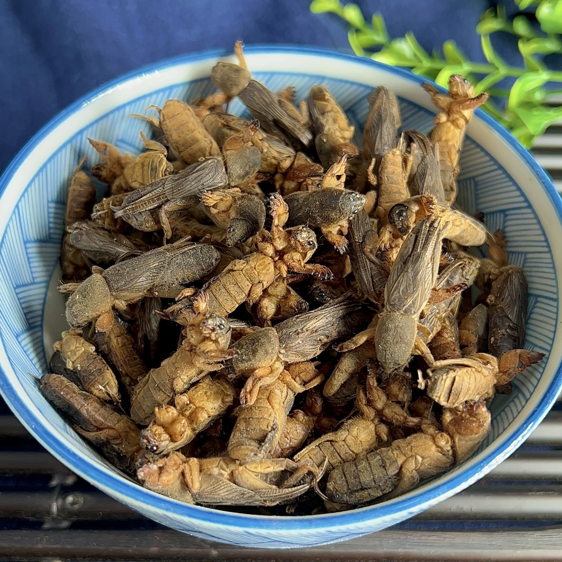 新货整只完整干蝼蛄土狗 地狗 蝲蝲蛄30只包邮店内有真货好货-阿里巴巴