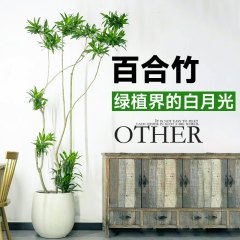 百合竹客厅绿植金边高级感防真绿植盆栽老桩造型室内轻奢大型植物
