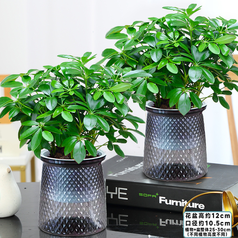 뜨거운 판매 2개의 냄비 팡팡라이카이, 4개의 별이 있는 냄비 + 비료