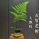 蕨类植物苔藓球水培四季小型厥类绿植老桩盆景造景大型一叶蕨盆栽