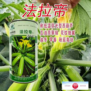 Ferrari Hybrid Zucchini Seeds in Spring and Autum, Low Temperature Resistant, Low Light, Shiny, Emerald Green Corner Melon Seeds