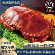 面包蟹鲜活熟冻特大黄金蟹黄道海鲜螃蟹珍宝大母蟹梭子蟹一件批发