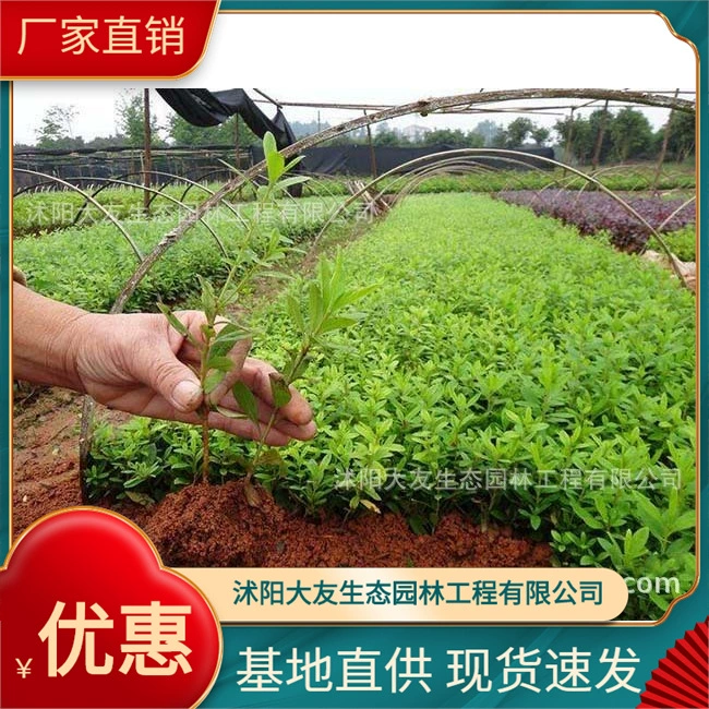 Jinxiu Рододендрон Базовая оптовая продажа Сорта самостоятельного производства Полный проект ландшафтного дизайна Озеленение рассады