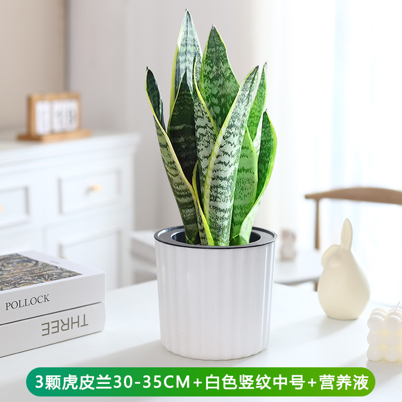 타이거 난초 30-35cm 3개 + 흰색 세로줄 중형 + 영양액