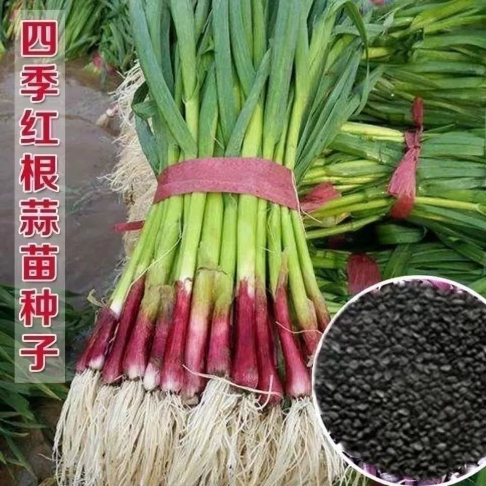 Красная голова Семена Чеснока оригинальный цвет пакет поколение оптом четыре сезона жесткий чеснок лист ростки красная голова чеснок ростки салата