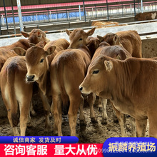 �V����ţ�Bֳ���������l�����SţСţ�� 3-4���µ�ţ�كr��