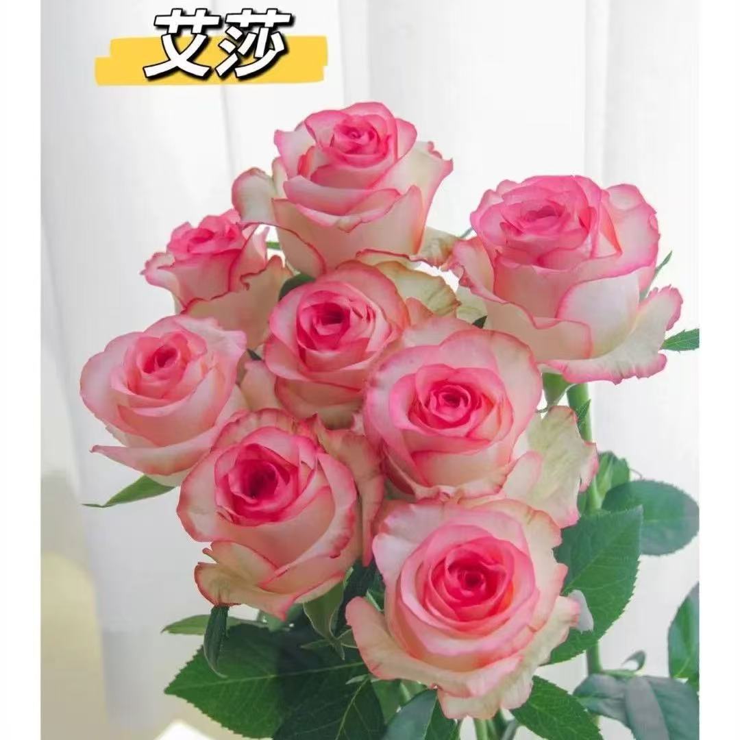 Semillas de rosa semillas de flores en maceta