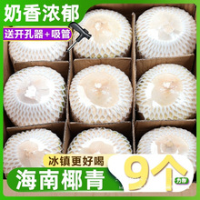 海南椰青新鲜椰子9个泰现摘去皮老椰水果国当季特产整箱包邮