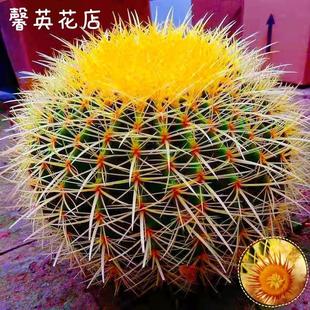 Golden Tiger Large Cactus Seedling Golden Tiger High-End Red Tiger Cactus Indoor Succulent Plant Flower Pot