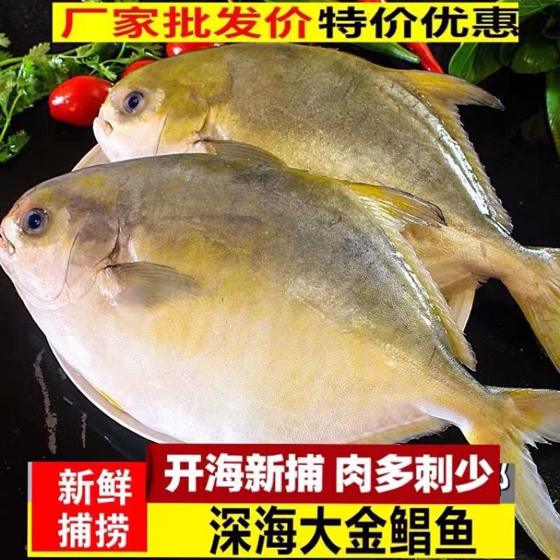 Fresh Golden Pomfret, Freshly Frozen Extra-Large Golden Pomfret, Flatfish, Sea Pomfret, White Pomfret, 0.4kg Piece