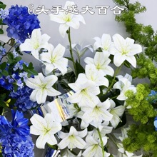 �¿��ɫ��ˮ�ٺ�3D���滨�S�� 6�^�ָд�ٺ� ��cܛ�b�ٻ����l