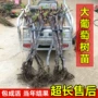 盆栽蓝宝石玫瑰葡萄葡萄苗