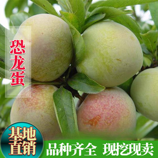 ���������� �t�����Ә��� Ѫ�z����Ʒ�N�޽������������箔��Y��