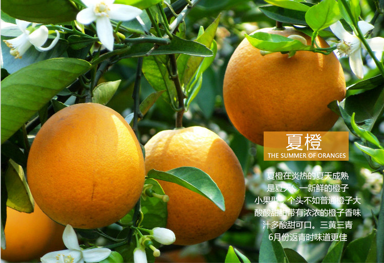 ll秭归夏橙 新鲜现摘现发 应季水果 大个橙子 秭归脐橙 包邮-阿里巴巴