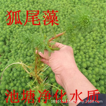 �۾G��β��ˮ�ݴ����ˮ��ֲ��ˮ��ݳ����ӵ��B�r�B�~����ˮ�|