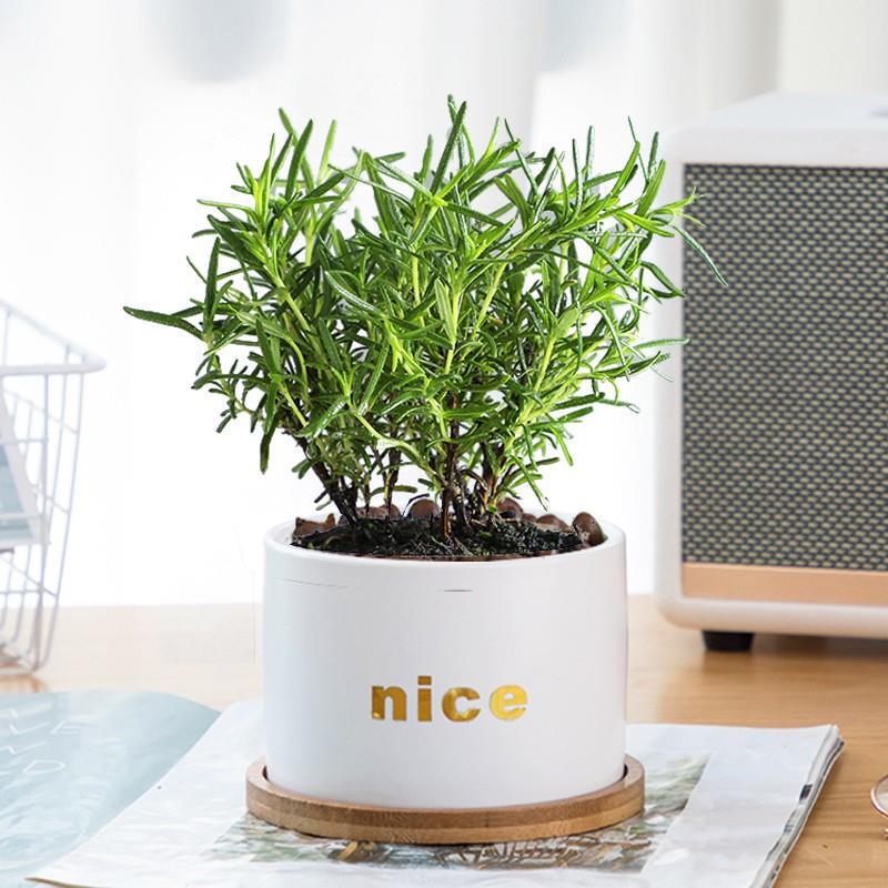 Rosemary, Thyme, Basil, Perilla, Mint, Edible Western Steak Spices, Balcony Potted Plants, Mosquito Repellent