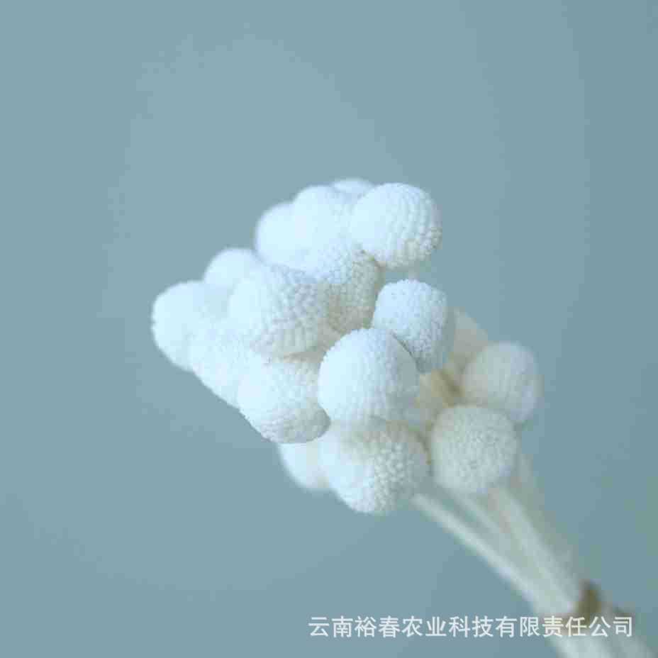 중간 크기의 과일 흰색 20개