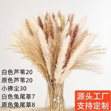 小芦苇兔尾草永生花diy花束成品装饰真花ins摆件潘帕斯草干花跨境