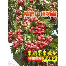 山楂树活苗大金星大五棱苗甜红子黄山楂嫁接歪把红果苗山里红树苗