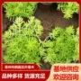 基地宿根植被佛甲草