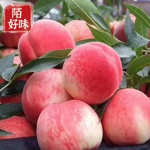 �����_ɽ�|��ꎼtë�� ë���Ӵ���  ����4.5���150g+Դ�^ֱ�l��