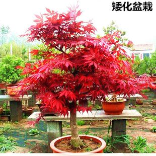 �ձ��t�����̈́����辰�Ϙ������ļ������~����ֲ��t�輧�҃Ⱥ��B