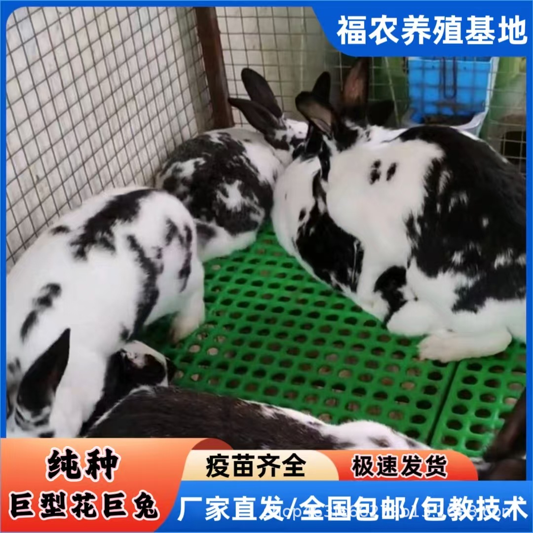 巨型花巨兔活体成年黑白花巨兔
