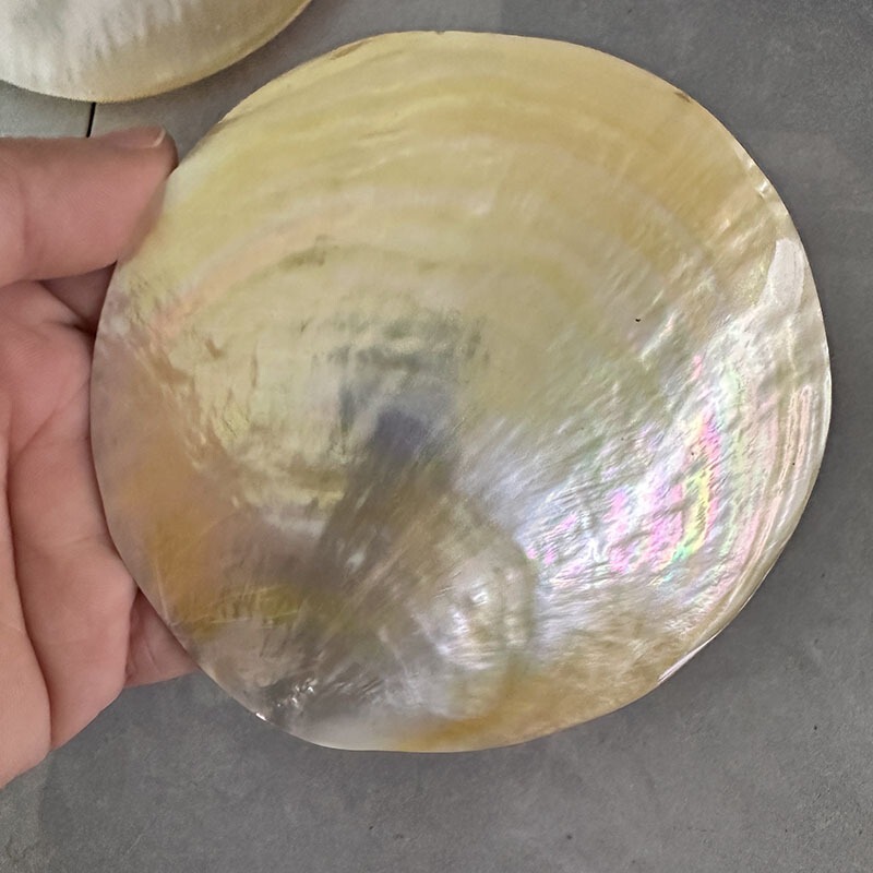 天然貝製品工芸装飾黄皿貝皿キャビア皿レストラン調味皿置物撮影|undefined